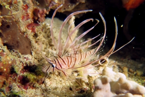 Pterois miles