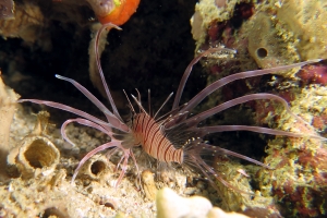 Pterois miles