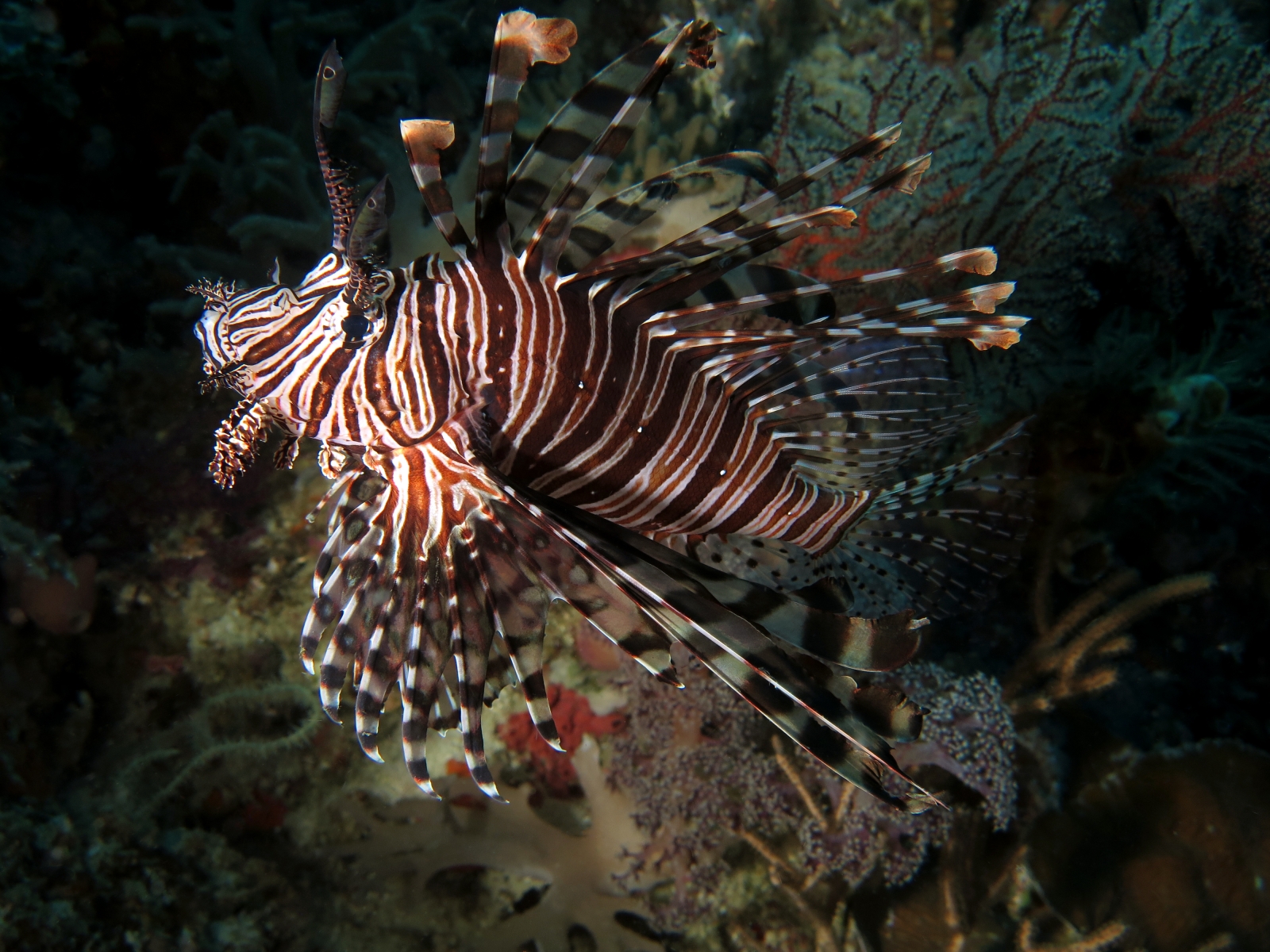 Pterois volitans