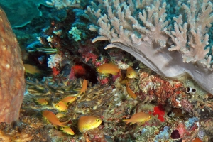 Pseudanthias huchtii, Sinularia polydactyla