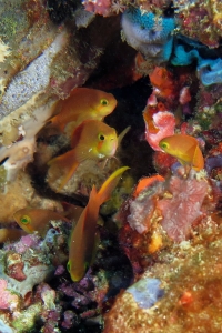 Pseudanthias huchtii