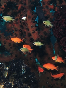 Pseudanthias squamipinnis, Chromis lepidolepis, Tubastraea micranthus