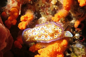 Goniobranchus (Chromodoris) kuniei