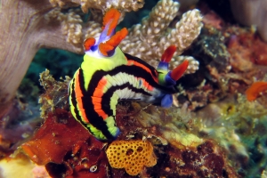 Nembrotha aurea, Didemnum sp