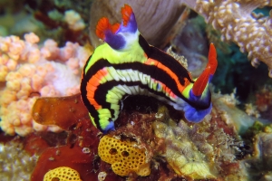 Nembrotha aurea, Didemnum sp