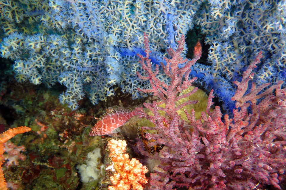 Cirrhitichthys aprinus, Anthogorgia sp., Gorgonian coral