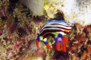 Nembrotha aurea, Dysidea sp