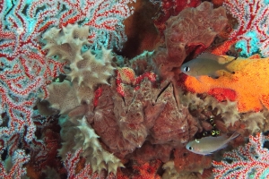 Melithaea ochracea, Chromis lepidolepis, Hyotissa hyotis ou Lopha cristagalli, Callyspongia sp