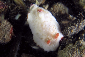 Goniobranchus preciosus