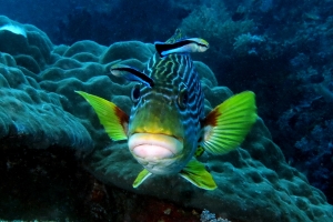 Plectorhinchus lineatus, Labroides dimidiatus