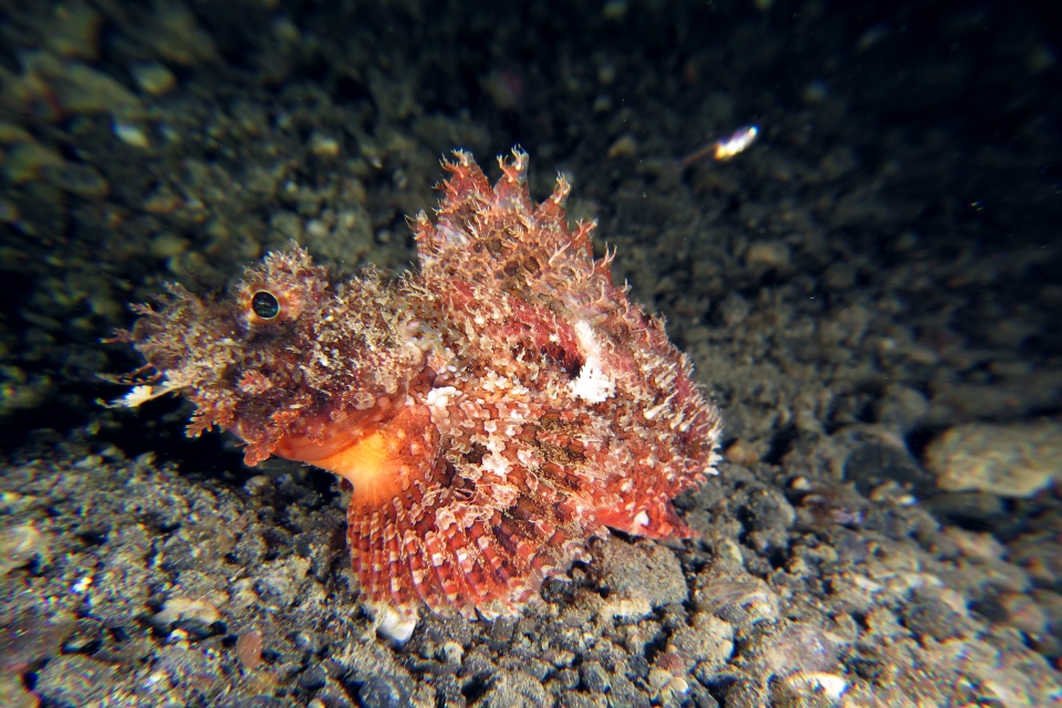 Scorpaenopsis oxycephala ou Scorpaenopsis venosa