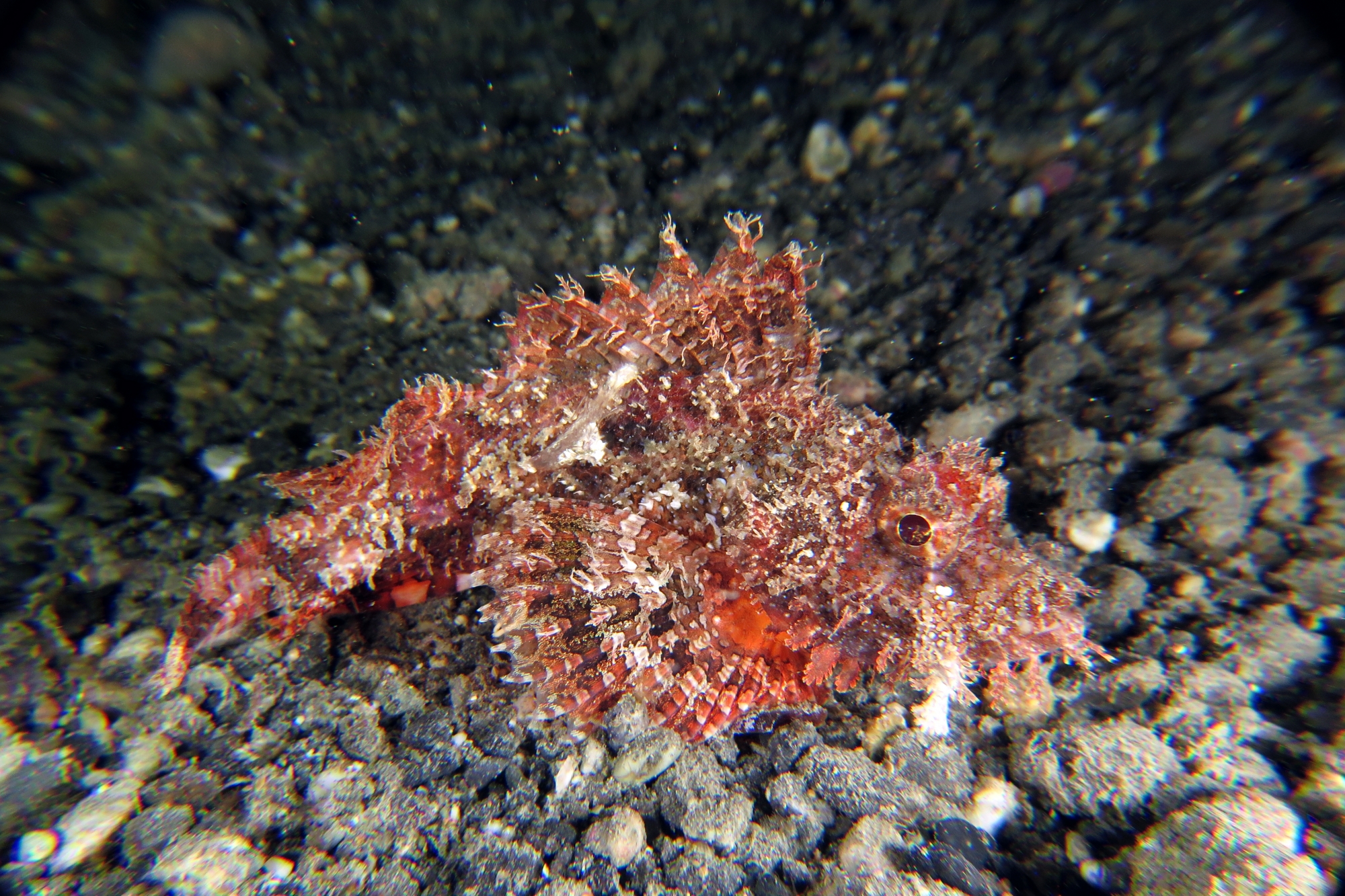 Scorpaenopsis oxycephala ou Scorpaenopsis venosa