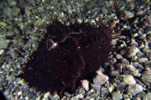 Dolabella auricularia