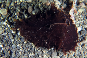 Dolabella auricularia...