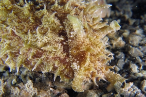 Dolabella auricularia