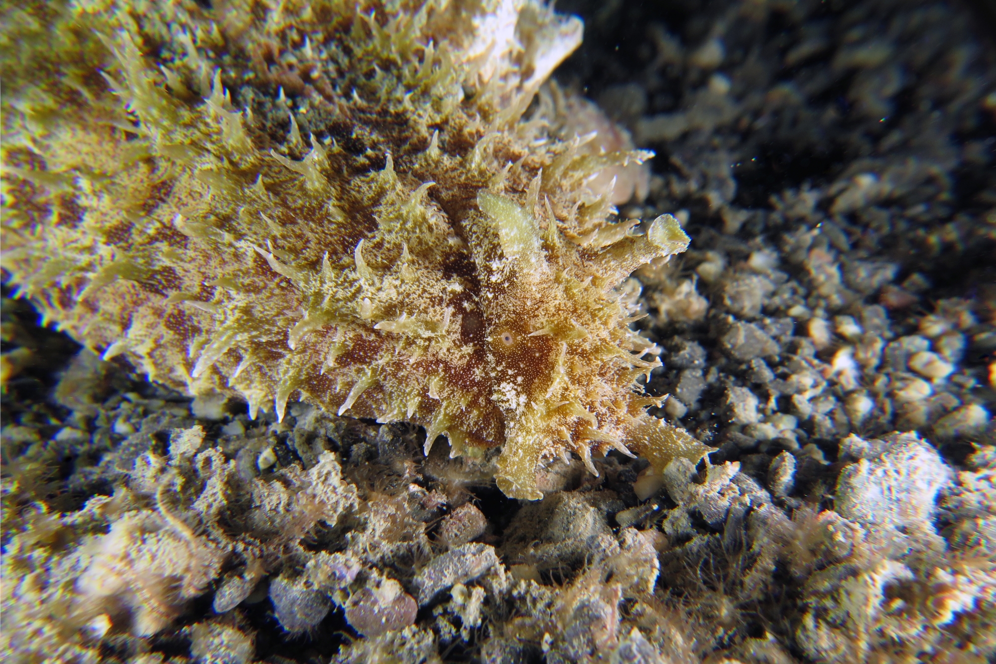 Dolabella auricularia