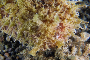 Dolabella auricularia