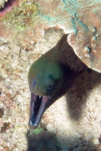 Gymnothorax javanicus