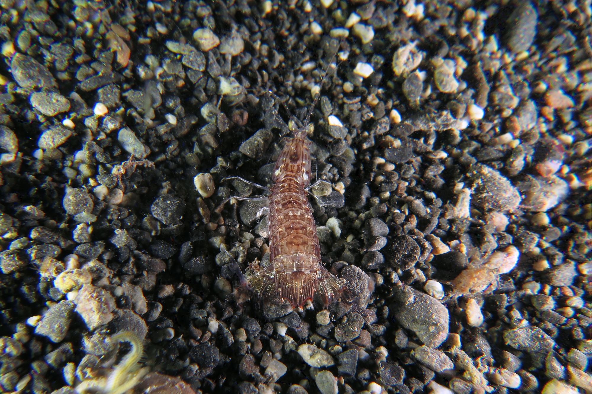 Squille Mantis Shrimp