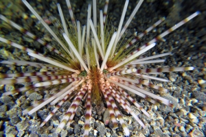 Echinothrix calamaris