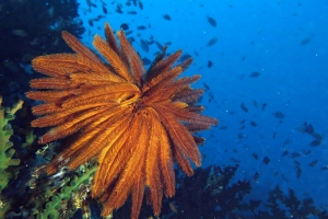 Anneissia bennetti ou Comaster schlegelii, Tubastraea micranthus