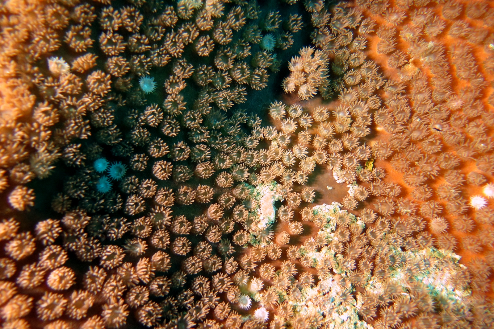 Polypes et leurs tentacules épanouies