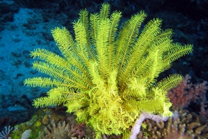 Comaster nobilis