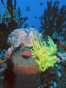 Sarcophyton sp, Comaster nobilis, Theonella sp