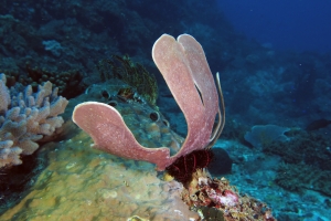 Carteriospongia foliascens, Himerometra robustipinna