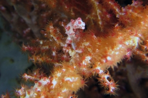 Hippocampus bargibanti, Muricella plectana