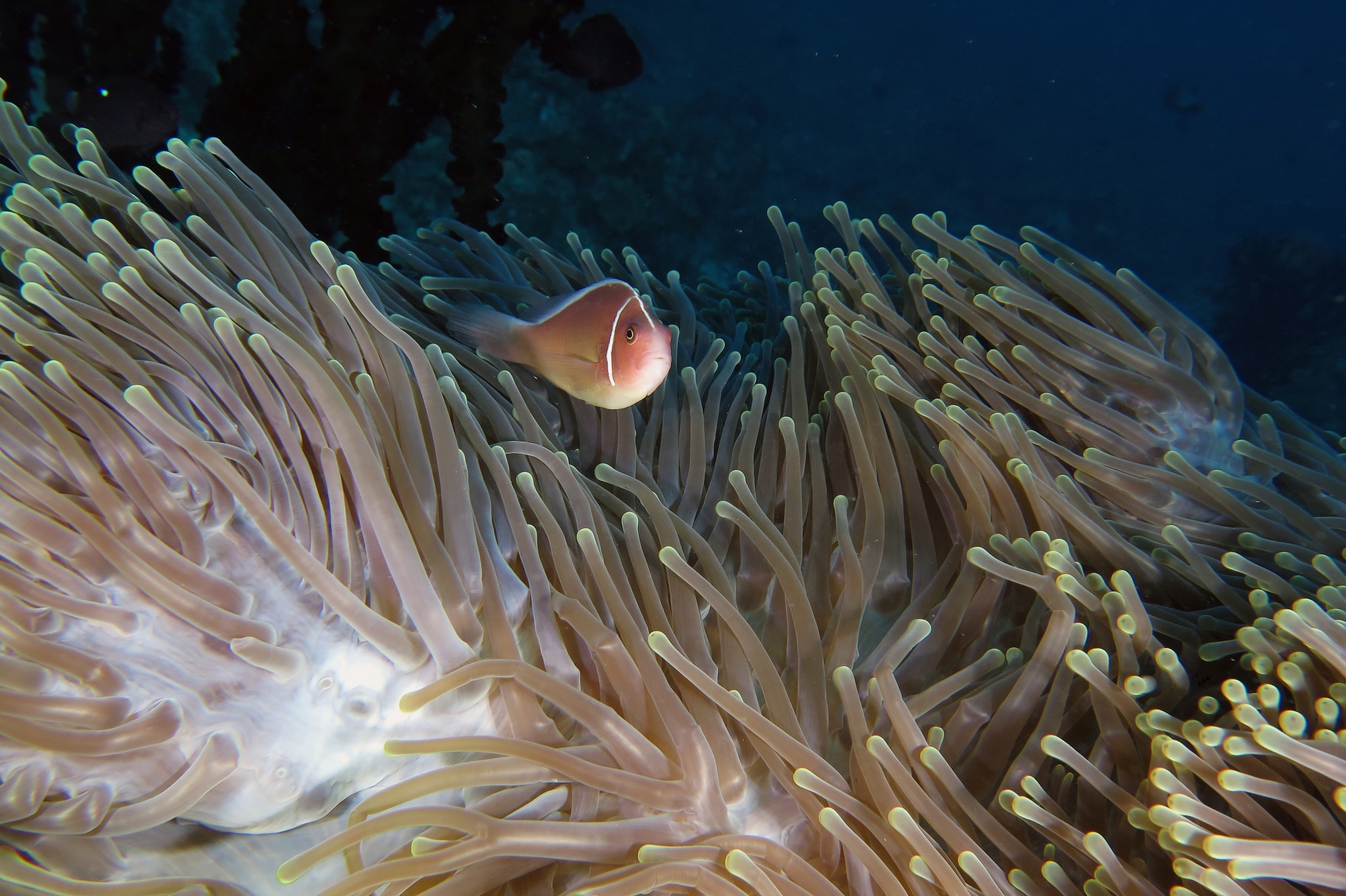 Amphiprion perideraion, Heteractis magnifica