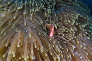 Amphiprion perideraion, Heteractis magnifica