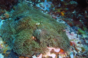 Amphiprion ocellaris, Heteractis magnifica