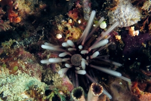 Echinothrix calamaris