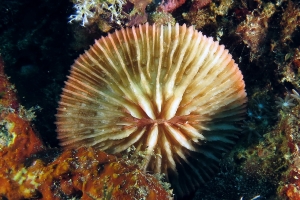 Fungia fungites