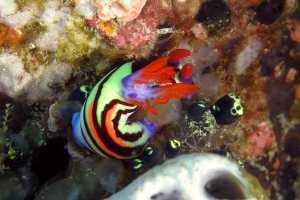 Nembrotha aurea