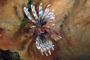 Pterois volitans