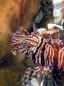 Pterois volitans