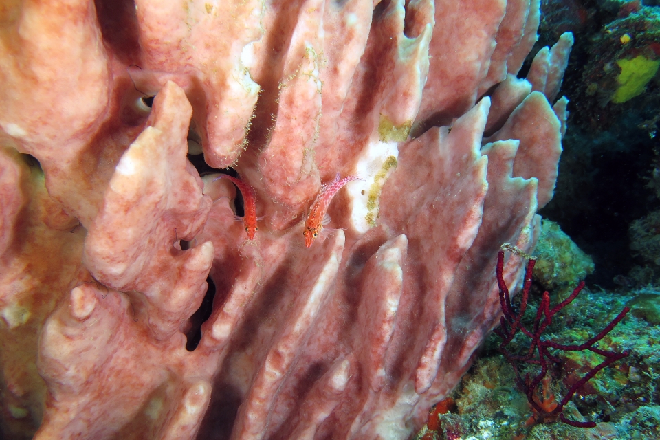 Cirrhitichthys oxycephalus, Xestospongia testudinaria