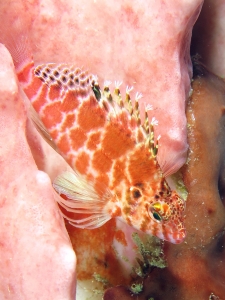 Cirrhitichthys aprinus, Xestospongia testudinaria