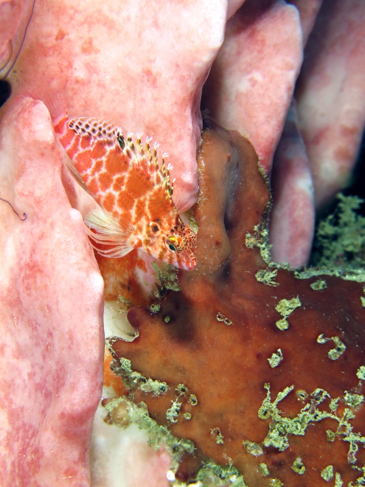 Cirrhitichthys oxycephalus, Xestospongia testudinaria