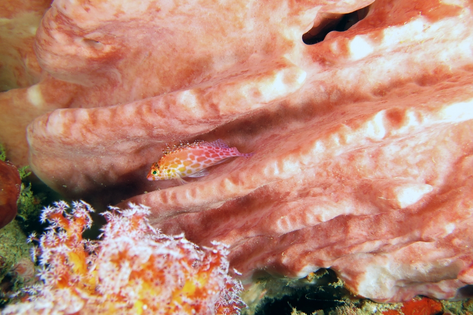 Cirrhitichthys oxycephalus, Xestospongia testudinaria