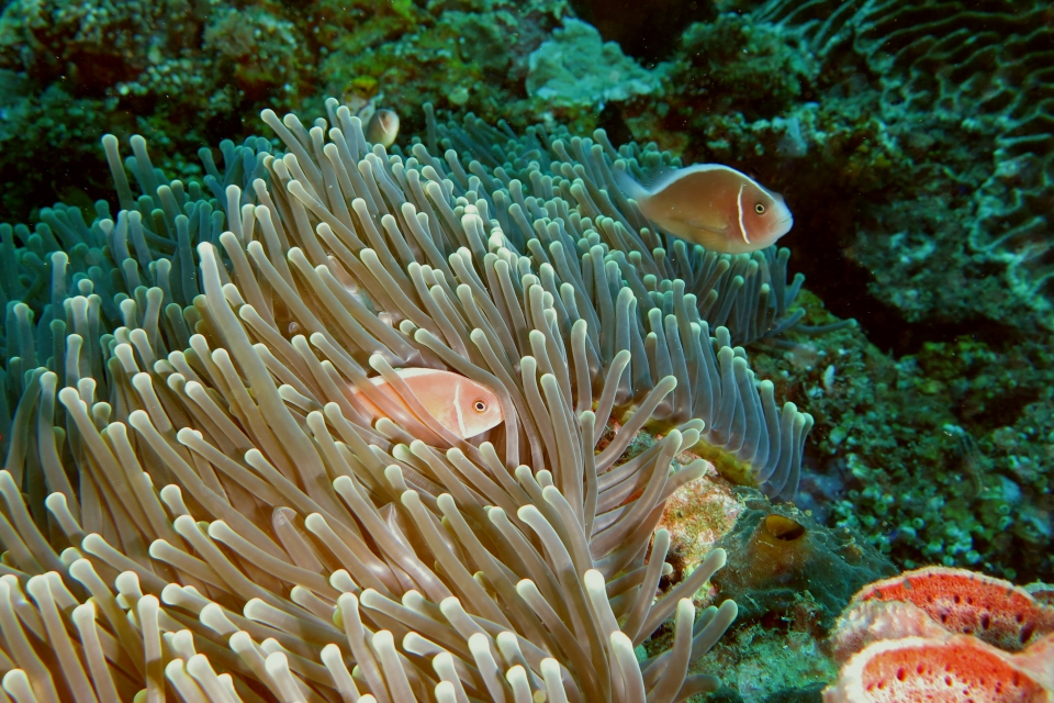 Amphiprion perideraion, Heteractis magnifica