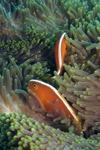 Amphiprion sandaracinos, Heteractis magnifica