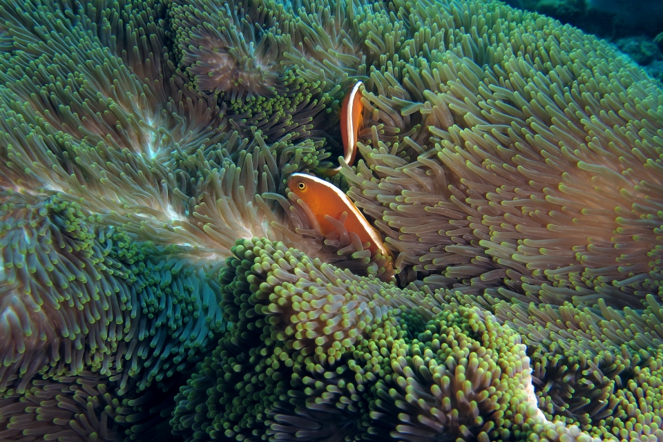 Amphiprion sandaracinos, Heteractis magnifica