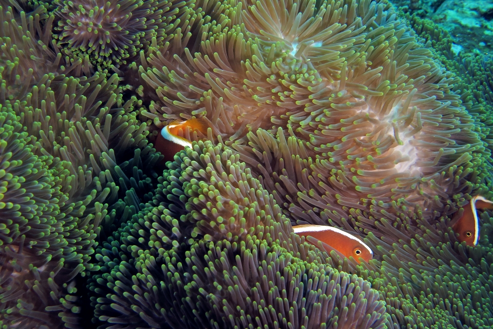 Amphiprion sandaracinos, Heteractis magnifica