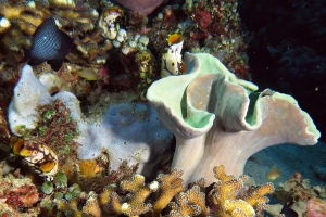 Sarcophyton sp, Dascyllus trimaculatus, Pocillopora verrucosa, Polycarpa aurata