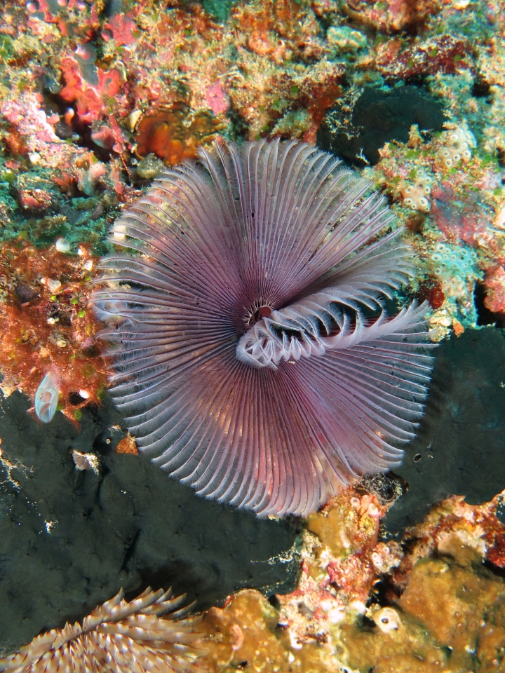 Sabellastarte sanctijosephi