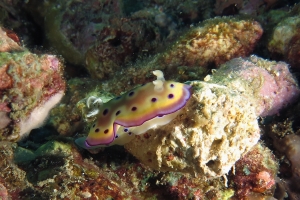 Goniobranchus kuniei