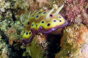 Goniobranchus kuniei